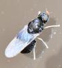 Pachygaster atra